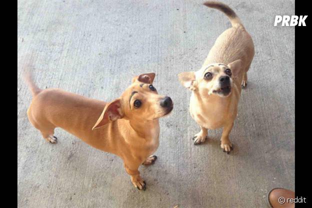 Deux daschund avec de faux sourcils.