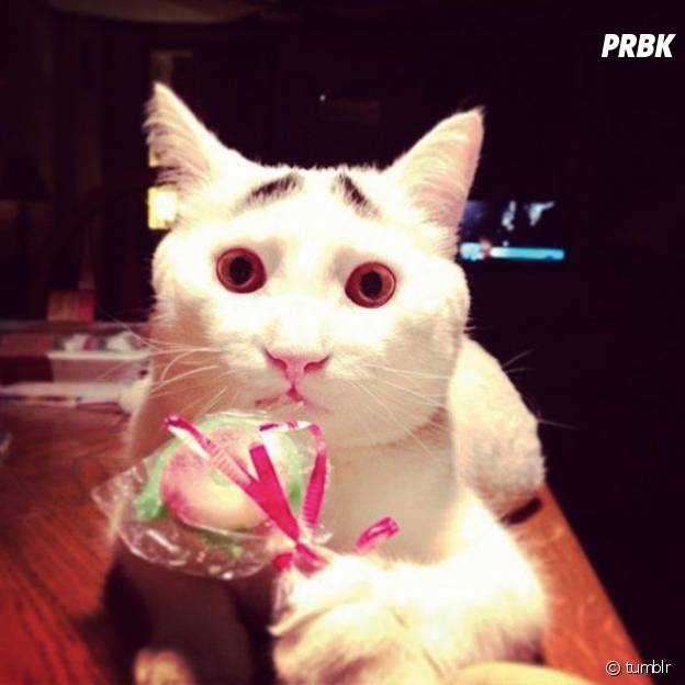 Un chat blanc avec de faux sourcils