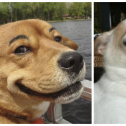 Drôle et cute : ces chiens avec des faux sourcils sont adorables