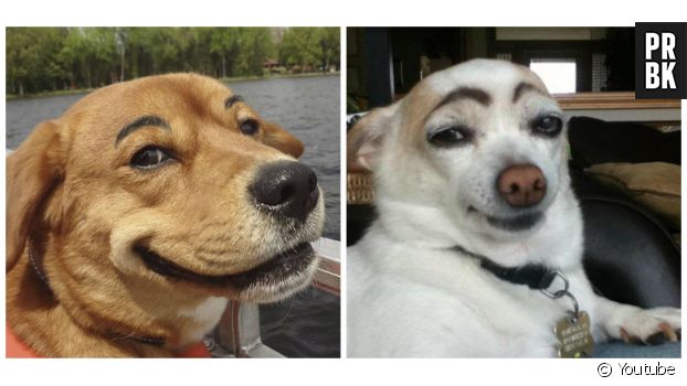 Une compilation de chiens avec de faux sourcils.