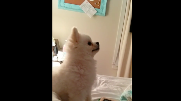 Roux, la nouvelle star de Youtube : ce chien fait le buzz grâce à son éternuement étonnant