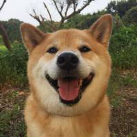 Marutaro : ce chien craquant est la deuxième star la plus populaire d&#039;Instagram au Japon
