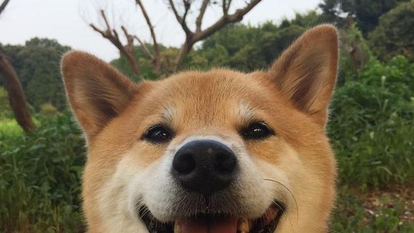 Marutaro : ce chien craquant est la deuxième star la plus populaire d'Instagram au Japon