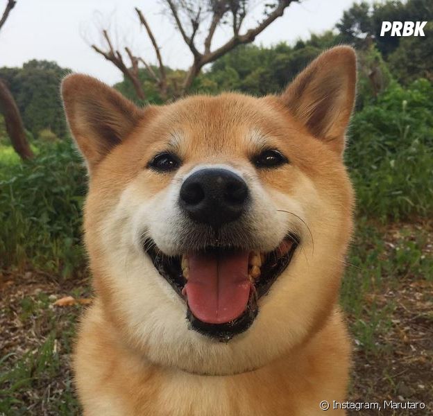 Marutaro : ce chien a le deuxième compte Instagram le plus suivi du Japon