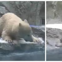 Un ours polaire sauve son bébé de la noyade