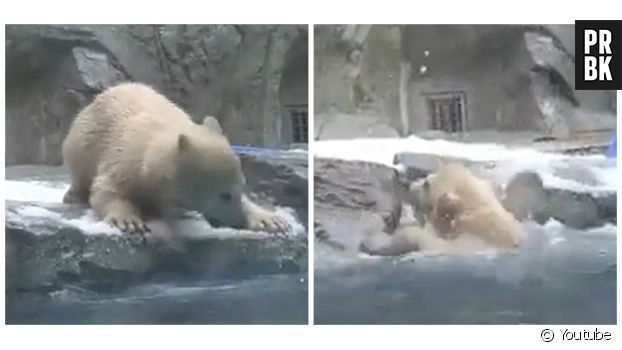 Une maman ours sauve son petit tombé à l&#039;eau