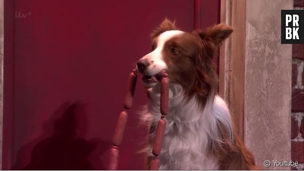 Un incroyable tour de chiens dans Britain&#039;s Got Talent 2015