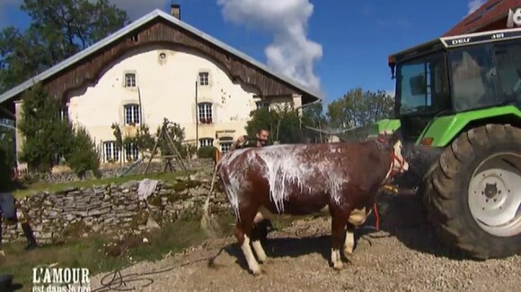 L'amour est dans le pré 2016 : Jean-Paul lave sa vache au karcher, avant/après bluffant pour Benoît