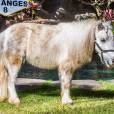 Les Anges 8 : un poney comme animal de compagnie pour les candidats de la télé-réalité de NRJ 12