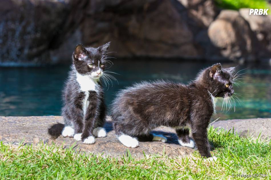 Les Anges 8 deux chatons comme animaux de compagnie pour