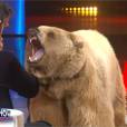 Cyril Hanouna en panique face à un ours sur le plateau du Gros Show