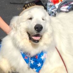 Insolite : un chien élu maire aux Etats-Unis... pour la seconde fois