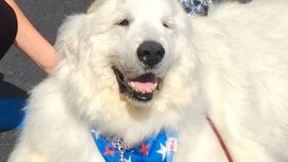 Insolite : un chien élu maire aux Etats-Unis... pour la seconde fois