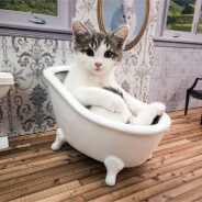 Une télé-réalité 100% cute avec des chatons dispo sur le web : l&#039;idée de génie venue d&#039;Islande
