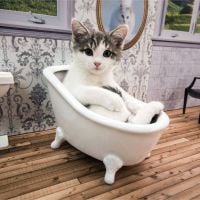 Une télé-réalité 100% cute avec des chatons dispo sur le web : l'idée de génie venue d'Islande