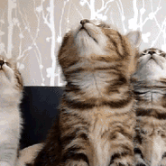 Job de rêve : être payé pour faire des câlins à des chats