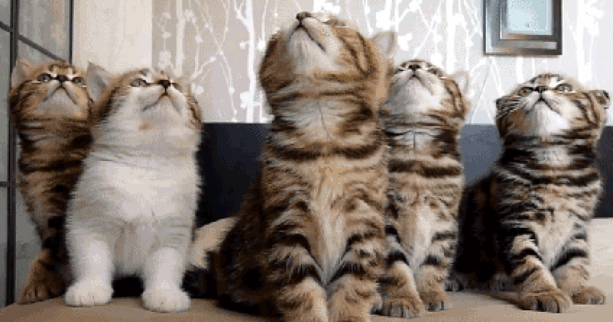 Alerte job de rêve garder des chats sur une île paradisiaque en Grèce