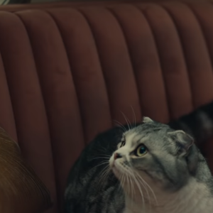 Taylor Swift invite ses chats dans son clip