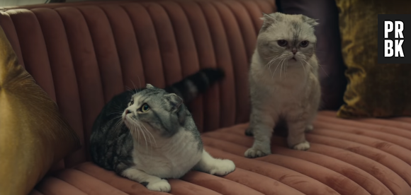 Taylor Swift invite ses chats dans son clip