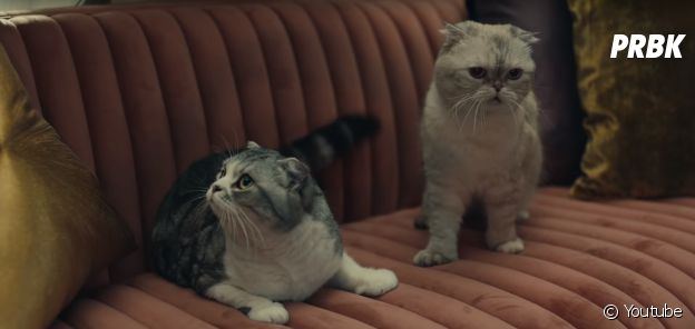 Taylor Swift invite ses chats dans son clip