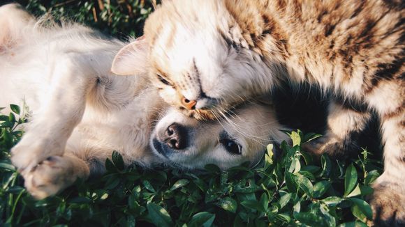 Abandons d'animaux : sanctions plus strictes, certificat pour adopter... les nouvelles mesures