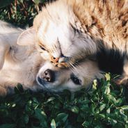 La vente des chiens et chats en animaleries sera interdite à partir de 2024