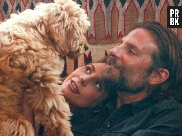 A Star is Born : Charlie, le chien de Bradley Cooper, apparaît dans le film