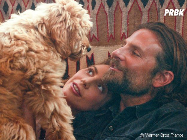 A Star is Born : Charlie, le chien de Bradley Cooper, apparaît dans le film