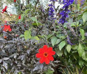 Test de l'iPhone 15 Pro, les photos à l'honneur, avec le zoom 0,5x, 1x, 2x et 3x et le mode macro