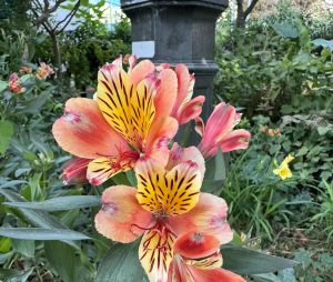 Test de l'iPhone 15 Pro, les photos à l'honneur, avec le zoom 0,5x, 1x, 2x et 3x et le mode macro
