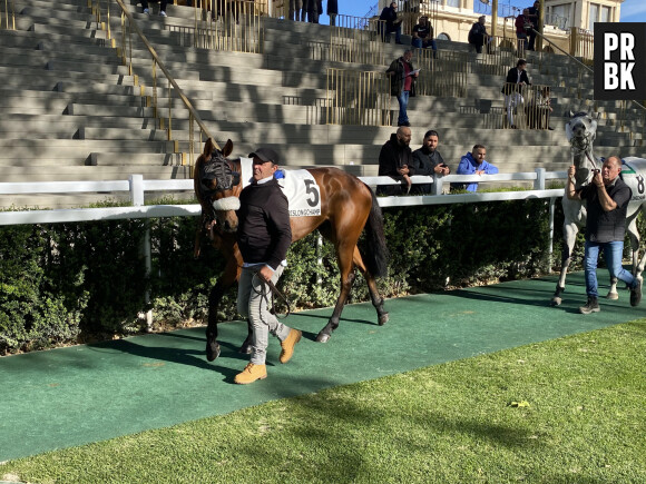 J'ai découvert les coulisses de l'Hippodrome ParisLongchamp. Défilé de chevaux avant les courses. Ici le numéro 5.