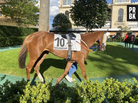 Les chevaux défilent devant les parieurs à l'Hippodrome ParisLongchamp.