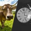 Un agriculteur a vu sa Rolex être mangée par une vache, il la récupère enfin 50 ans plus tard (mais il lui faut un bon nettoyage)