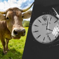 Un agriculteur a vu sa Rolex être mangée par une vache, il la récupère enfin 50 ans plus tard (mais il lui faut un bon nettoyage)