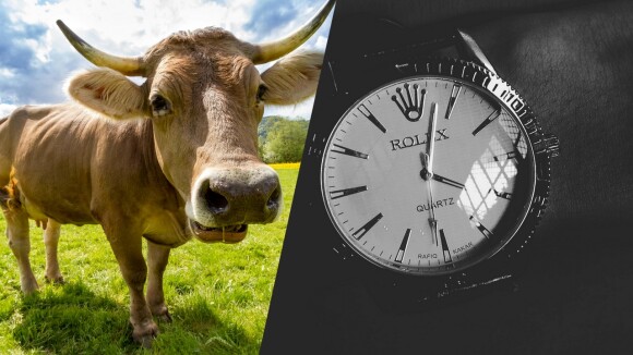 Un agriculteur a vu sa Rolex être mangée par une vache, il la récupère enfin 50 ans plus tard (mais il lui faut un bon nettoyage)