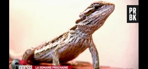 Les candidats vont devoir composer avec les dangers de la nature