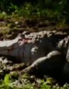 Les images du dernier épisode de Kim et Kourtney Kardashian à Miami ont choqué les associations de protection des reptiles et la PETA