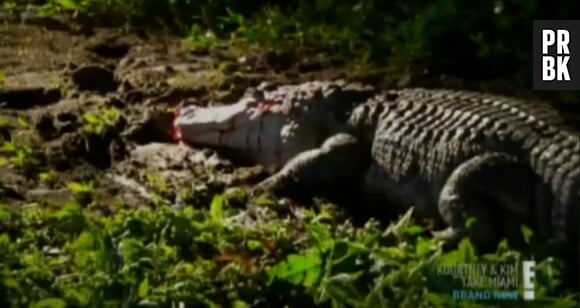 Les images du dernier épisode de Kim et Kourtney Kardashian à Miami ont choqué les associations de protection des reptiles et la PETA