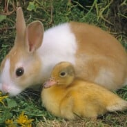 Pâques : Depuis quand les lapins savent cacher des oeufs en chocolat ?