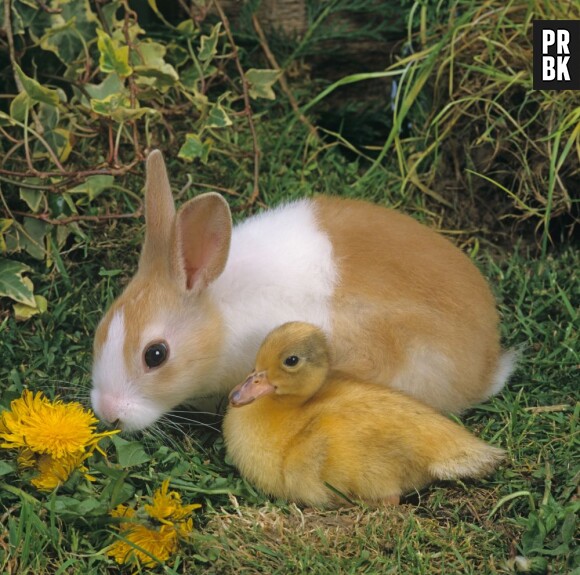 En France, la tradition de Pâques veut que les lapins cachent des oeufs en chocolat