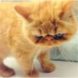 Tuts, le chat de Justin Bieber, fait le buzz sur les réseaux sociaux