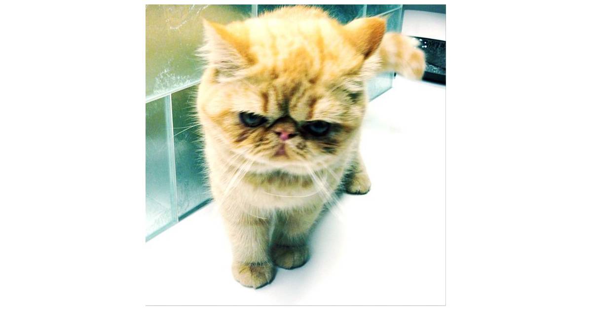 Tuts, la mimi boule de poils de Justin Bieber - Purebreak