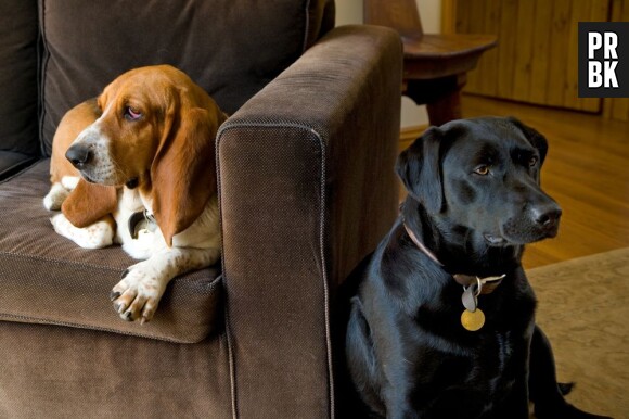 Dog TV, la première chaîne spécialement dédiée aux chiens
