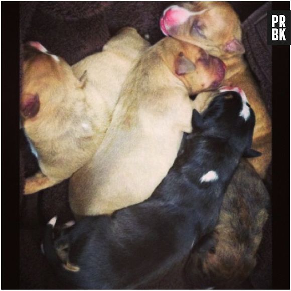 Nina Dobrev et Ian Somerhalder ensemble pour la naissance des chiots de Nietzsche