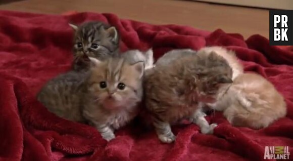 Mesure n°2 de François Hollande : un calendrier avec des Munchkin Cats, des petits chatons nains