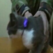 Un chat dealer arrêté pour trafic de drogue