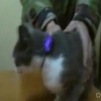 Un chat dealer arrêté pour trafic de drogue