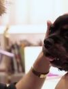 No More Woof : le premier traducteur du chien à l'anglais pour tailler une bavette avec son animal de compagnie