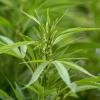 La vente et la consommation de cannabis légalisée dans le Colorado aux Etats-Unis