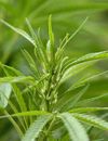 La vente et la consommation de cannabis légalisée dans le Colorado aux Etats-Unis